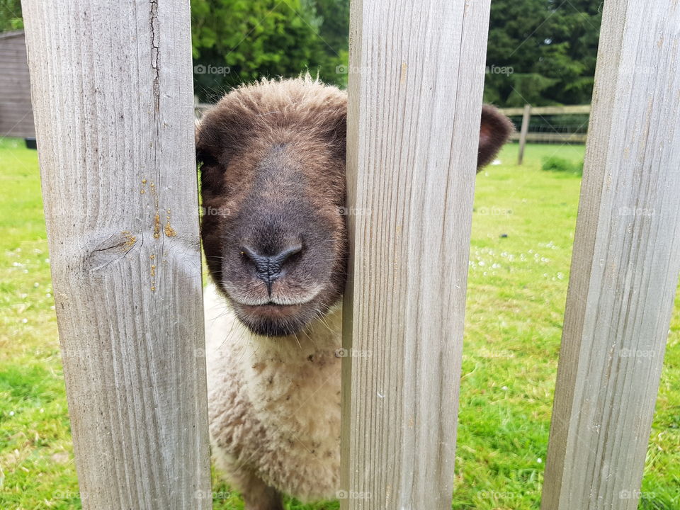 Funny baby sheep