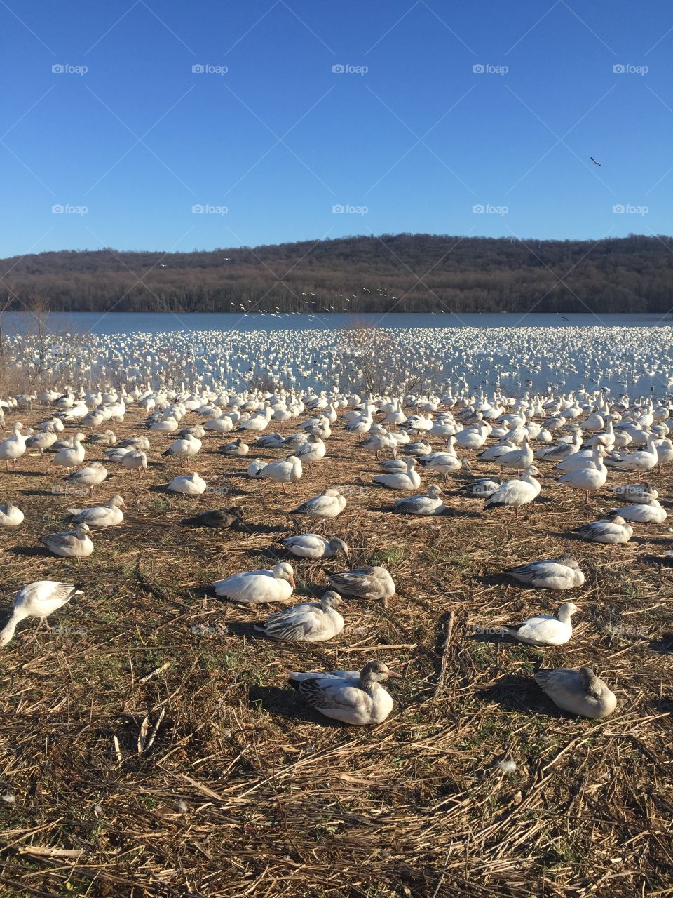 Snow Geese resting 
