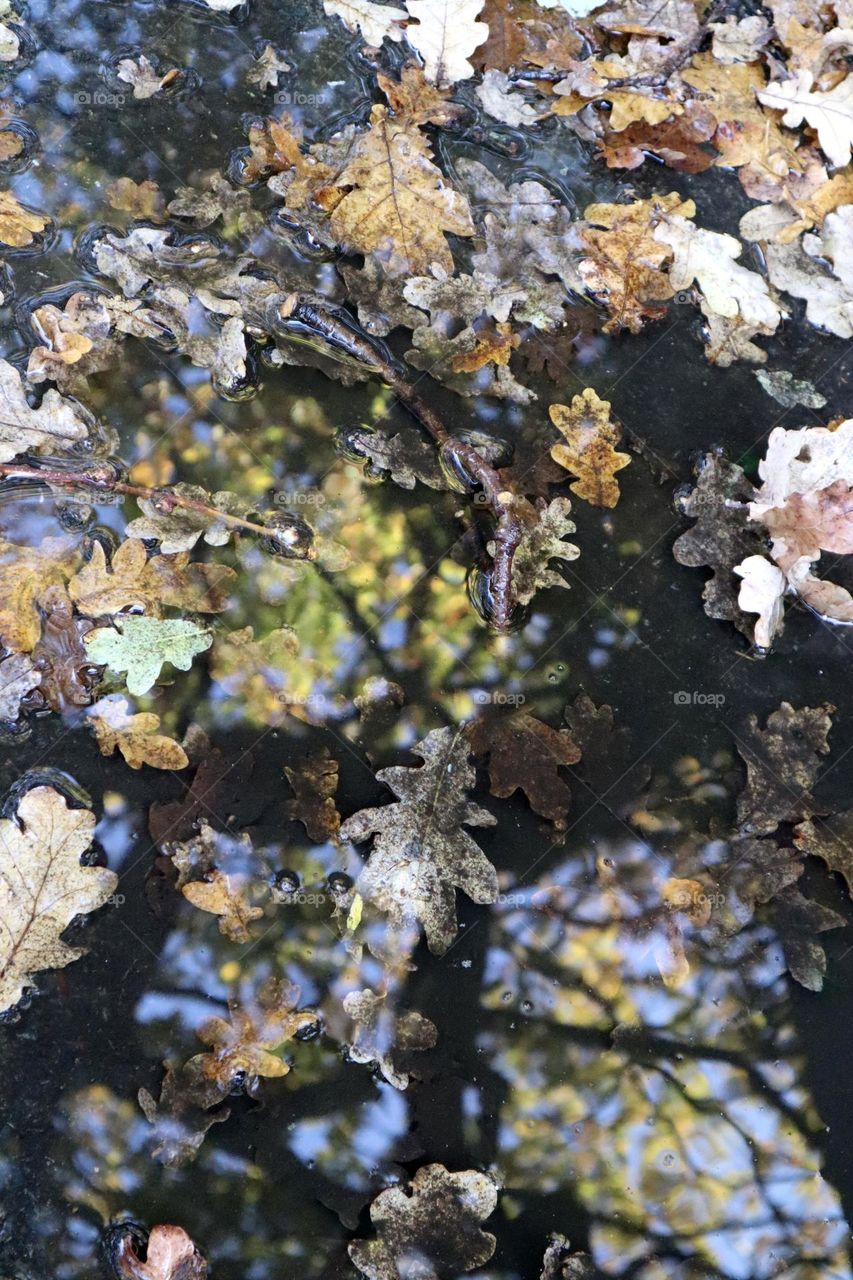 Fall leaves in rain puddle with reflection of tree in fall