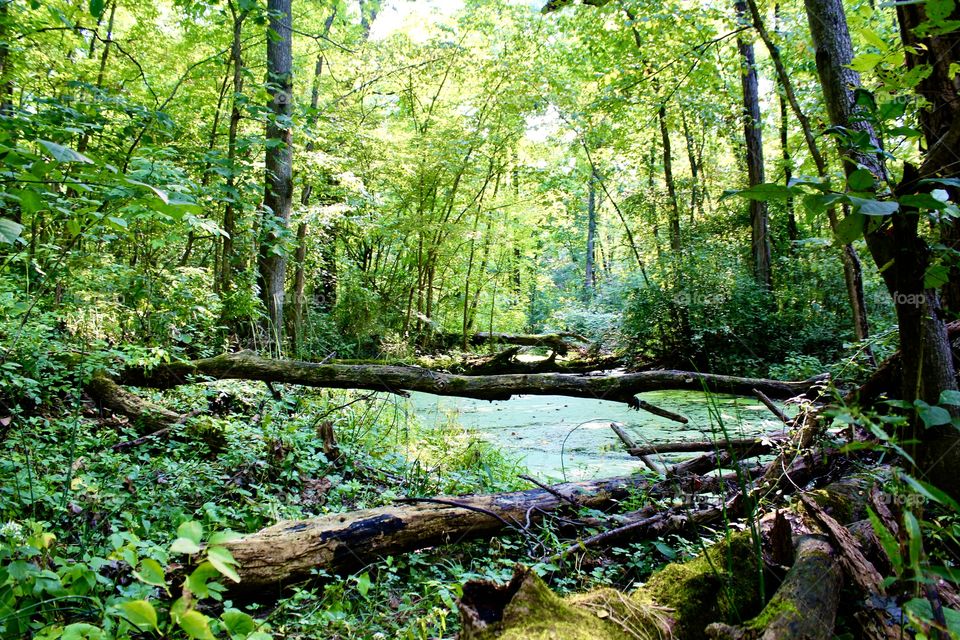 Wooded pond