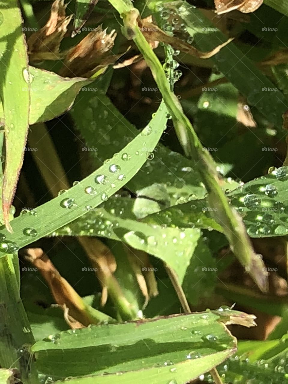 Dew on grass