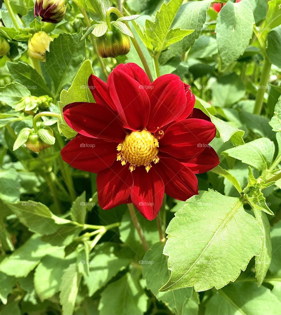 Red flower