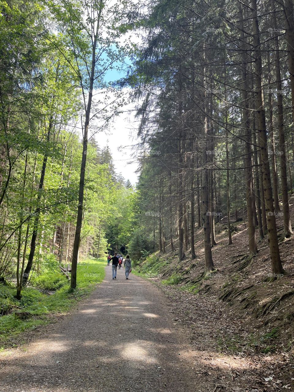 Two people walk in the forest in summer. Hiking 