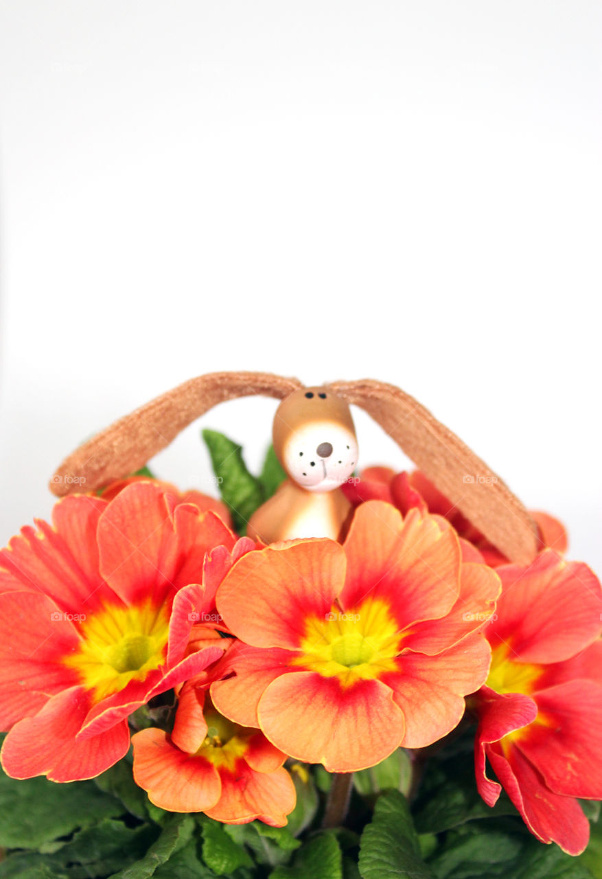 funny easter bunny sitting between primrose blossoms