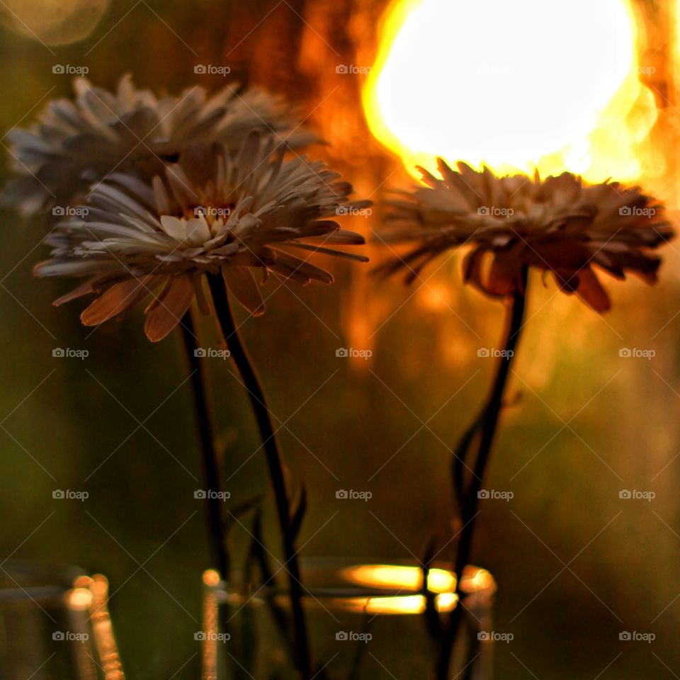 Daisy Crazy in a bouquet in a glass vase in the setting sun