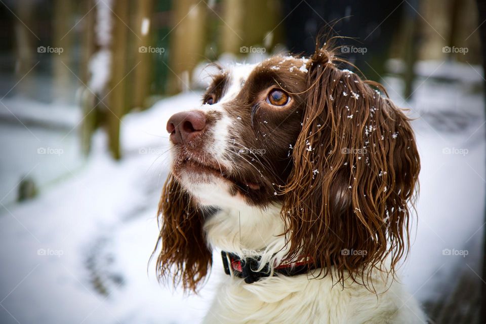 Springer spaniel in the snow