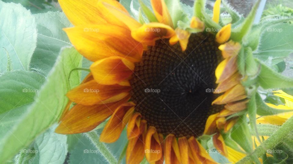 sunflower 2
