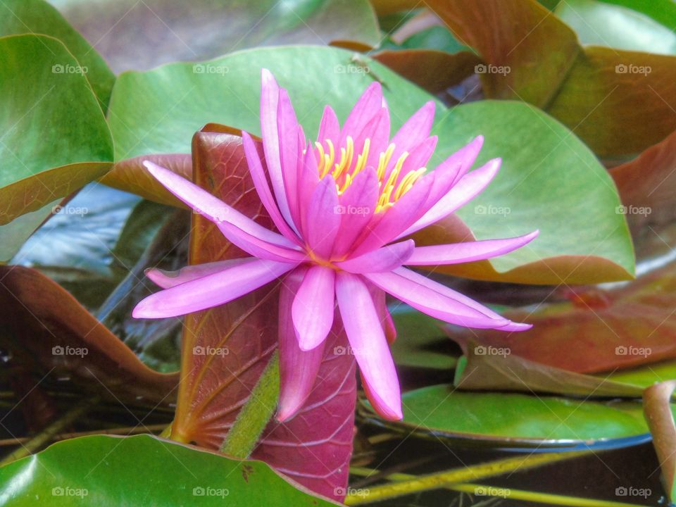 Close-up of pink water lily