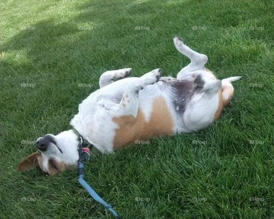 dog rolling in the grass
