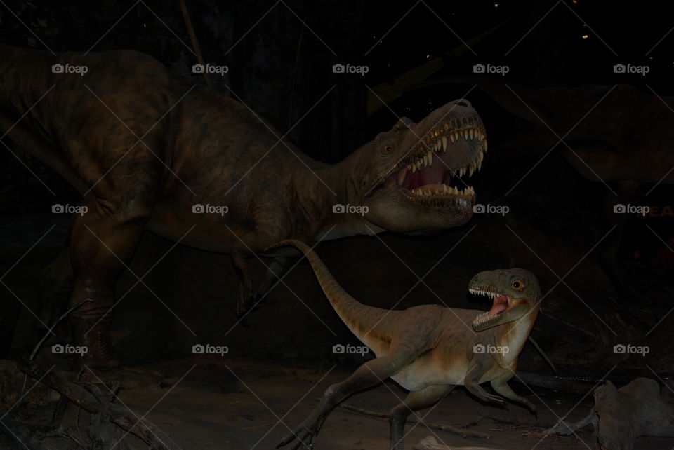 Tyrannosaurus Rex vs Velociraptor at the Tyrrell Museum