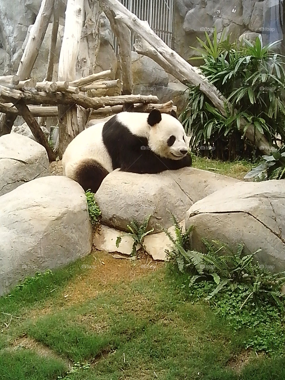 Macau Panda