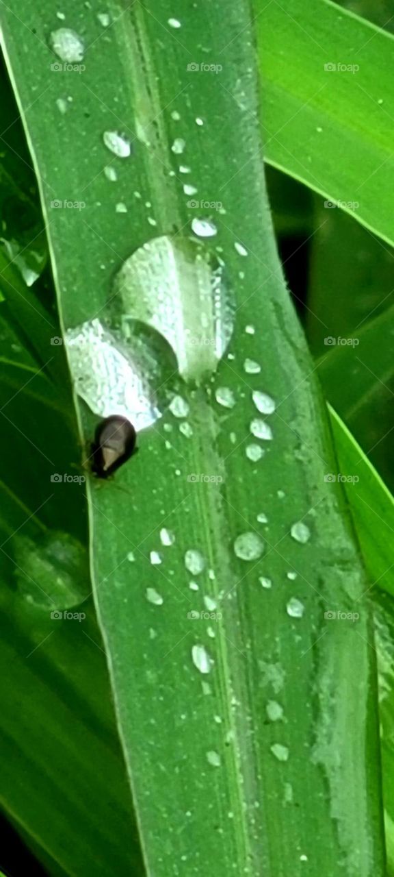 bug on blade of grass