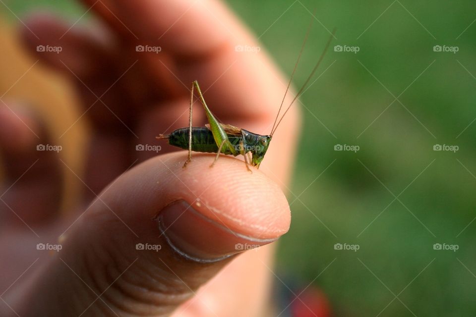 Unexpected Guest. My boyfriend was having a granola bar when this grasshopper hopped on his fingertips to have some leftovers...