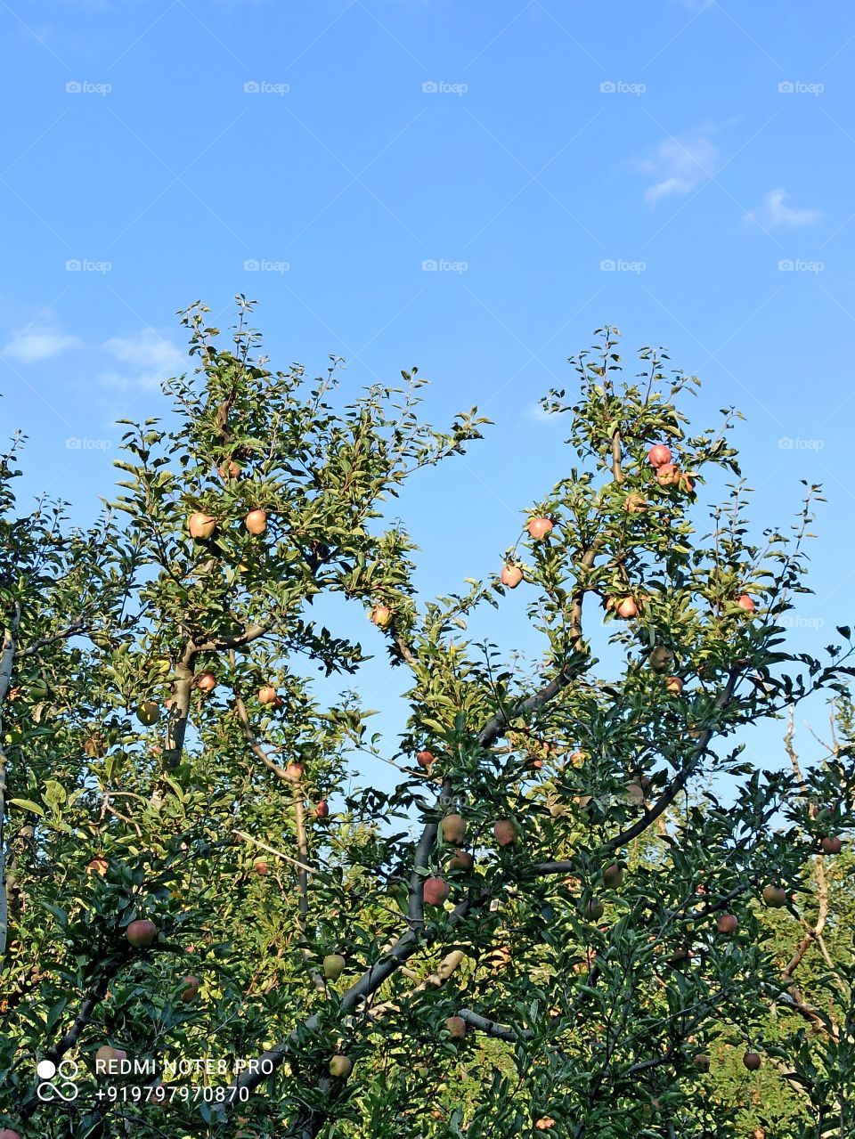 Apple trees /fruit (Dilicous variety in nature) in last stage of  Ripening in Apple town Shopian Kashmir valley J&K India....