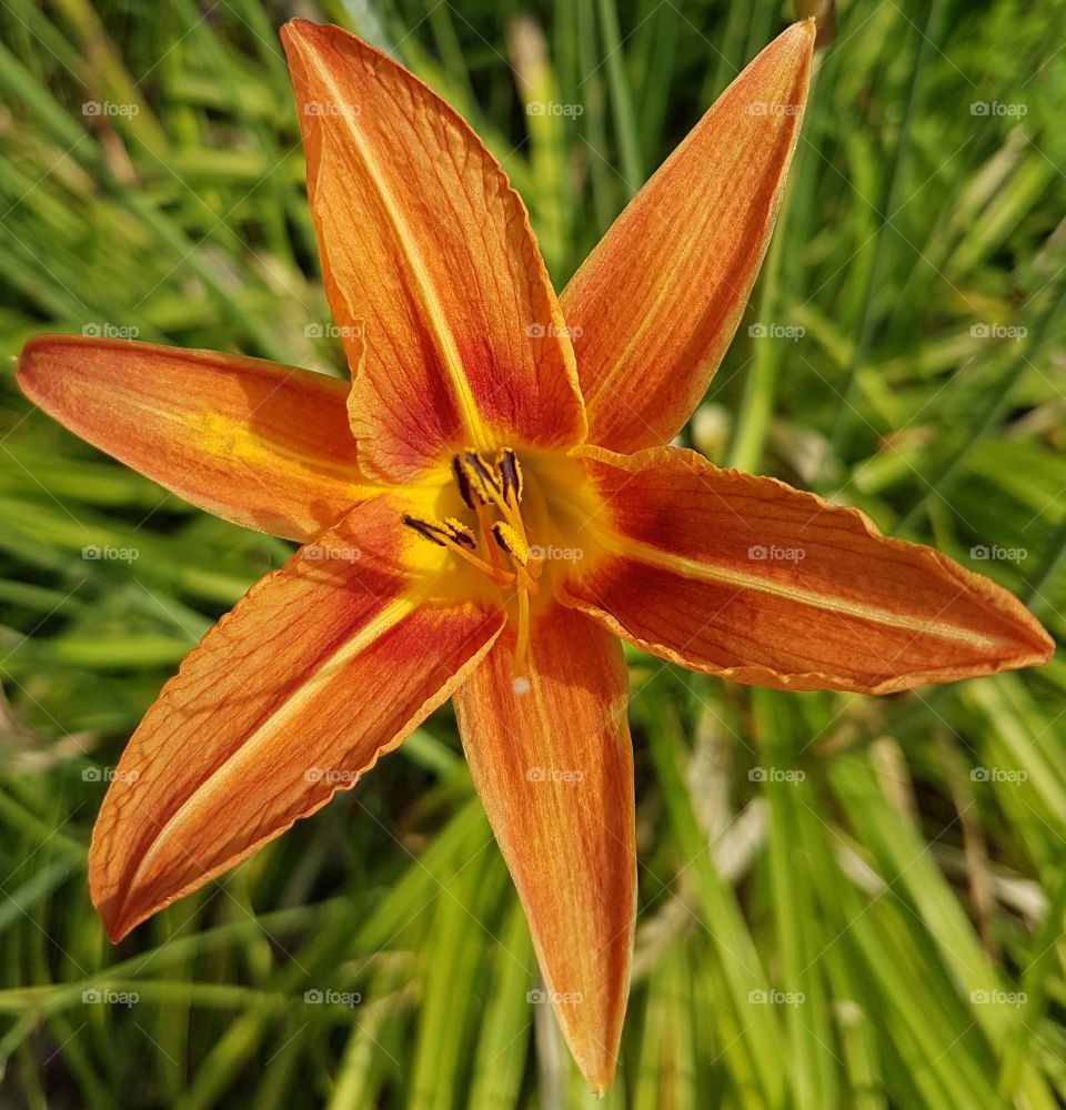 Orange flower in the grass, 

 at summertime in the garden