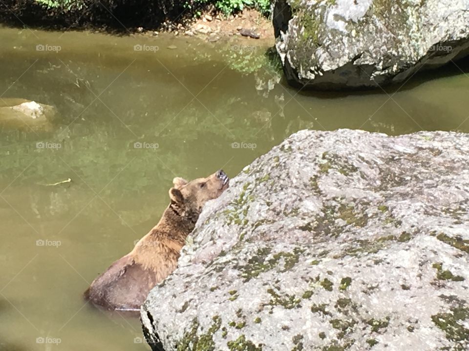 Cute brown bear relaxing 