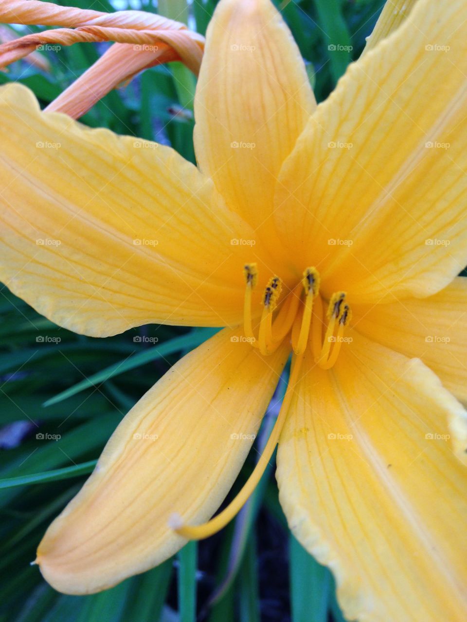 Spring is beautiful. Yellow flower