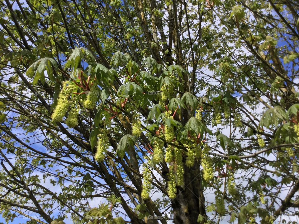 Maple tree in the Park 
