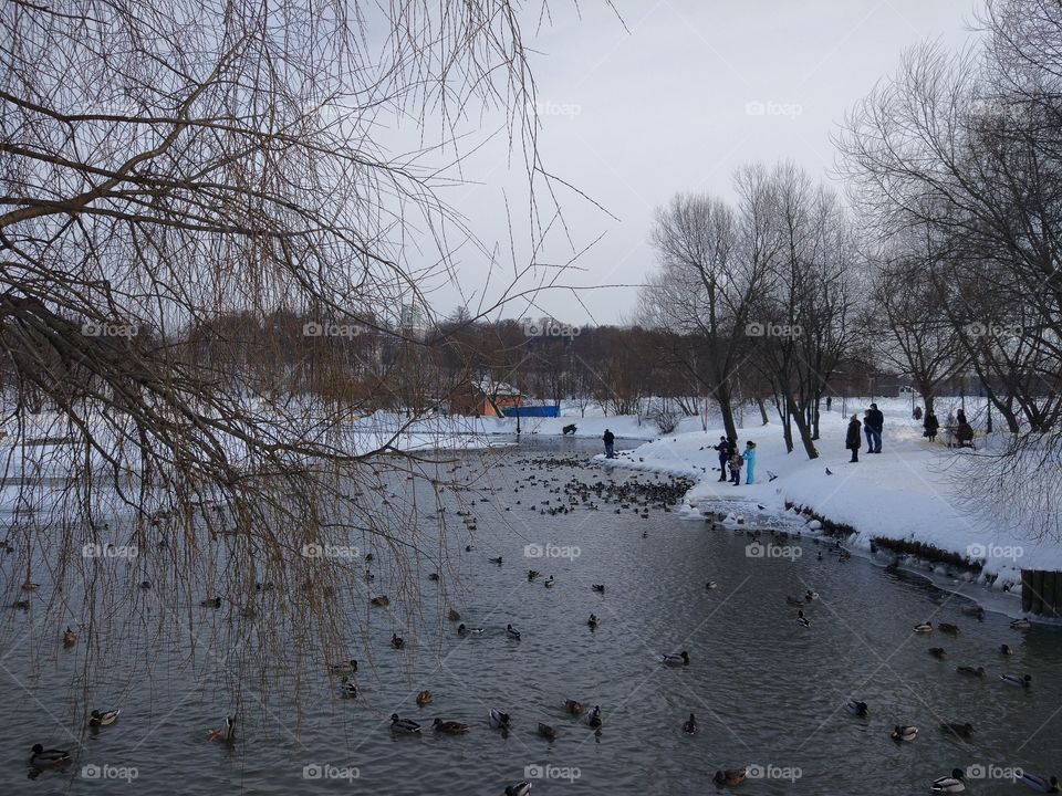 Moscow, Tsaritsynsky park, ducks