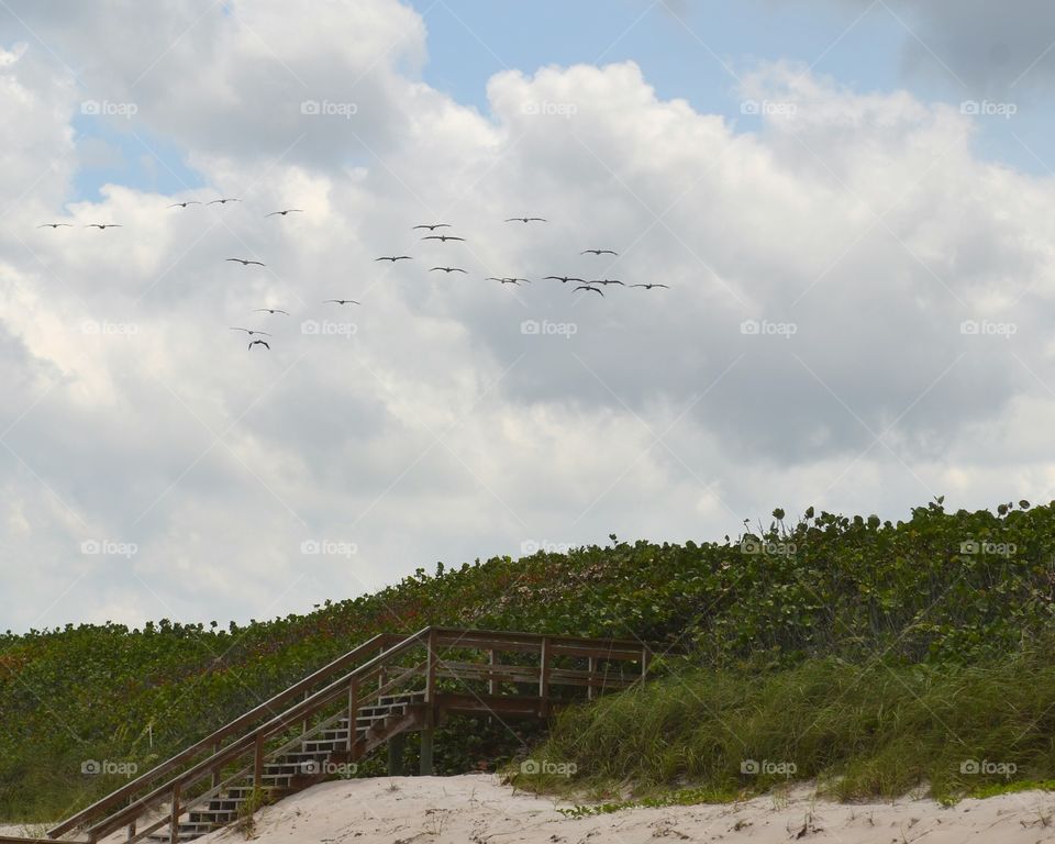 Pelicans in Flight. Pelicans in Flight over sand dunes