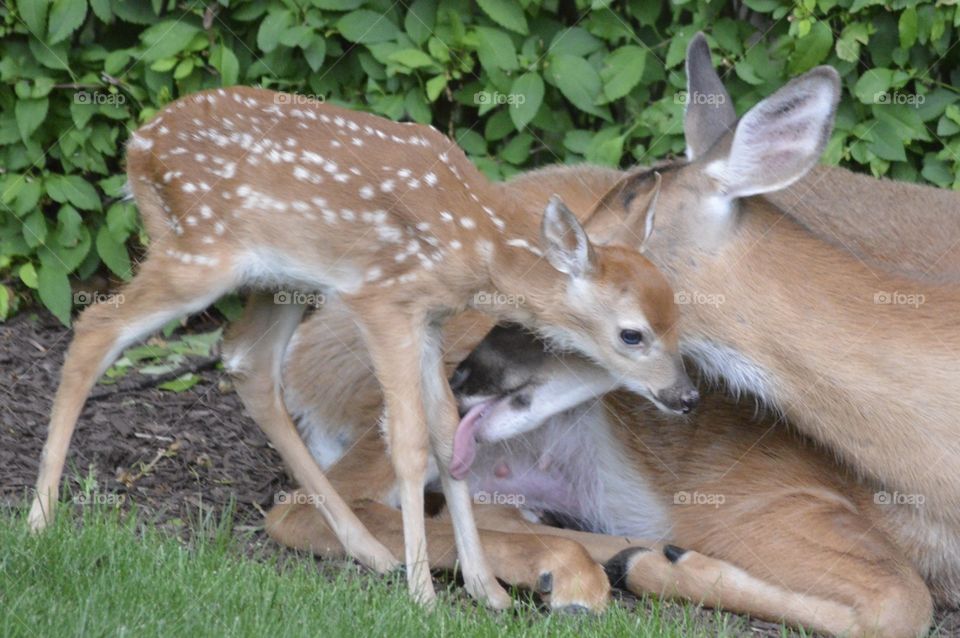 Doe and Fawn