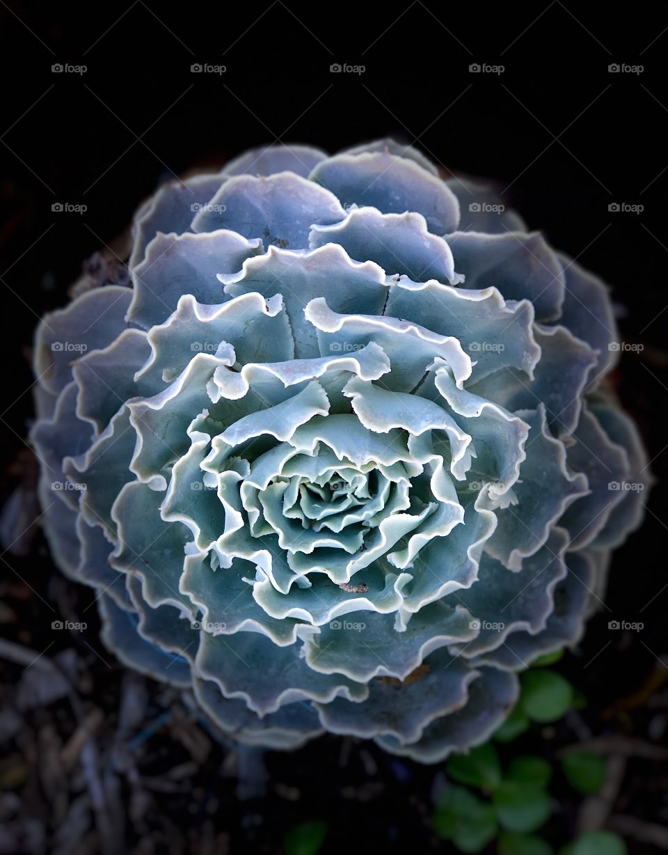 Unique and Stunning Purple Succulent Cactus With Black Background