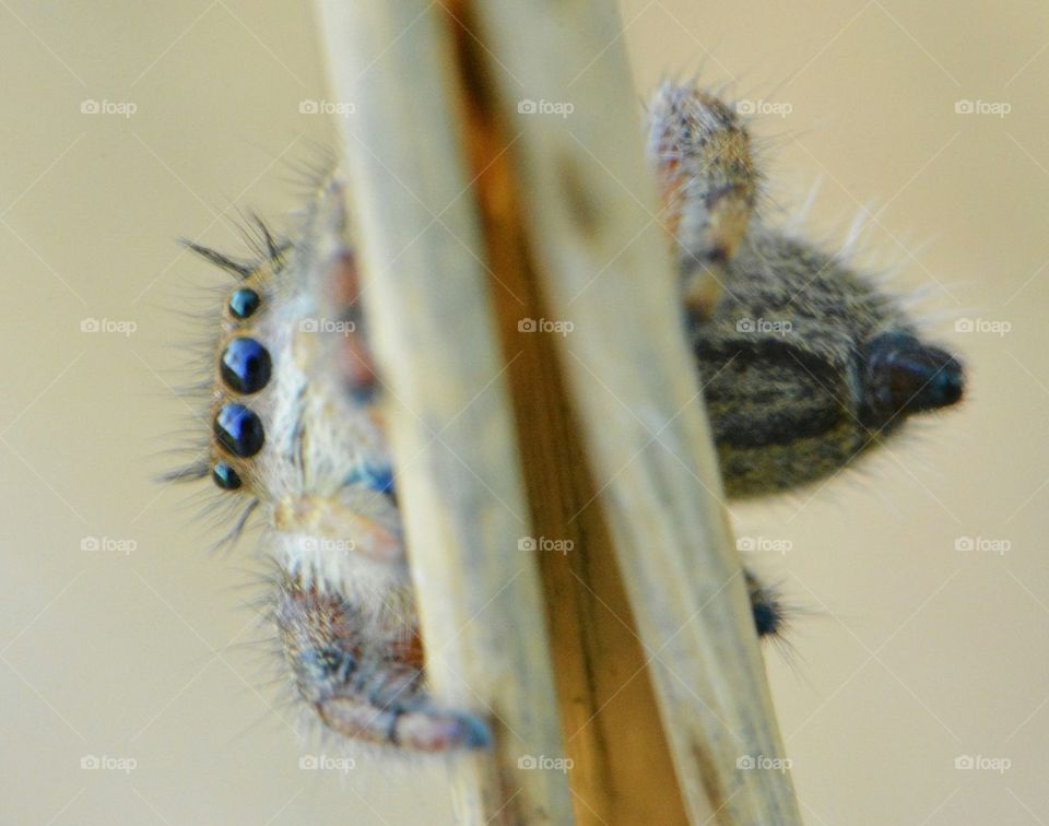 Peek-a-boo jumping spider