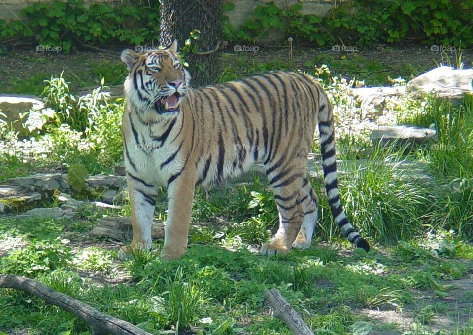 Bengal tiger