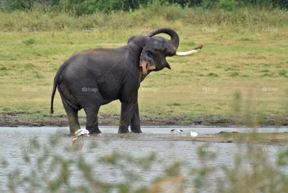 Big boss, one huge elephant!