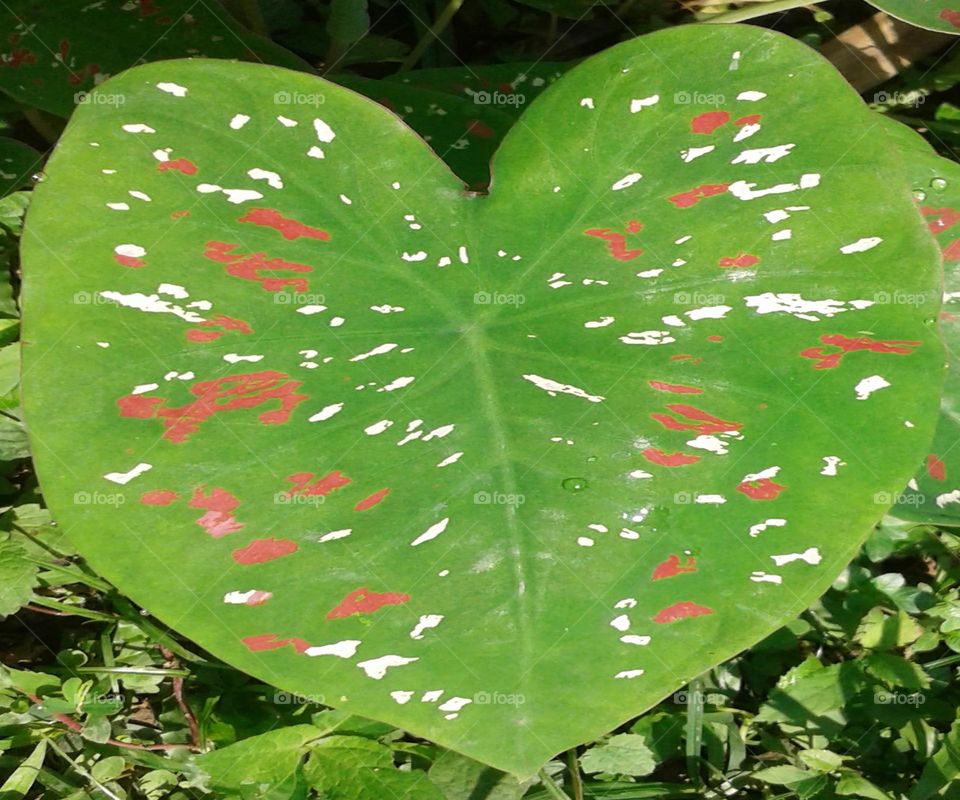 Decorative flower plant leave like love symbol
