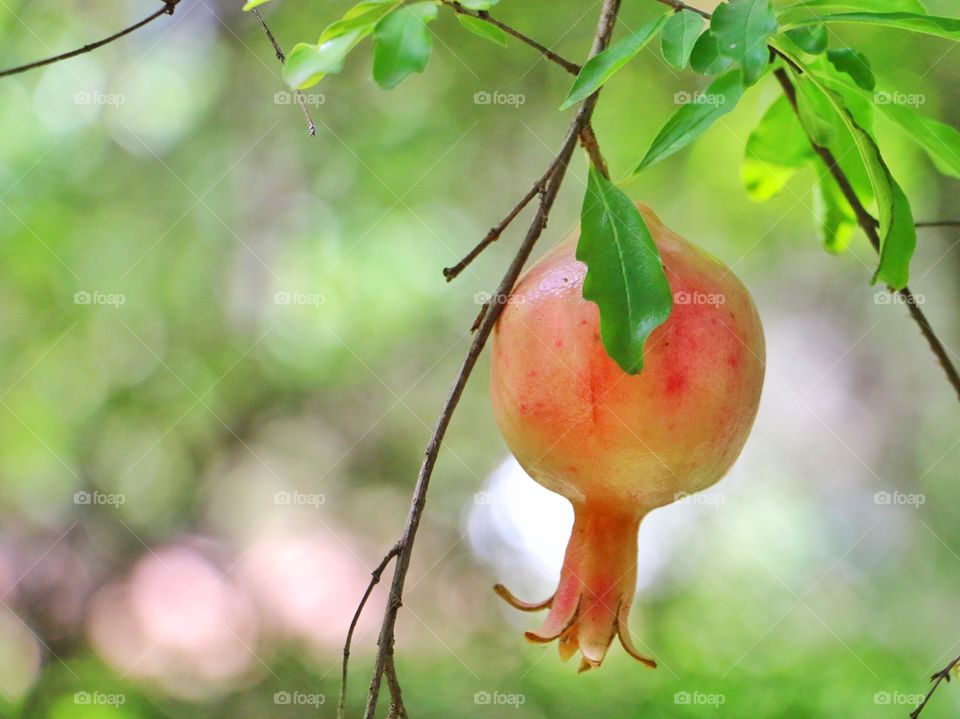 Pomegranate on tree