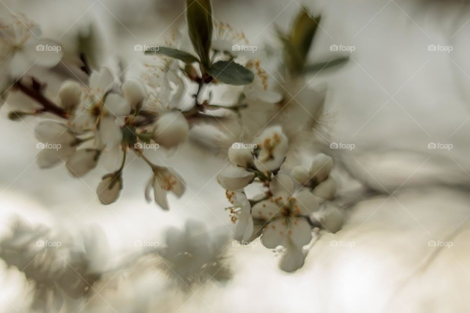 Cherry tree blossom, macro, soft focus