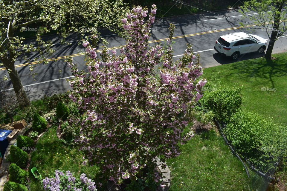 Cherry Blossom Spring 🌸
