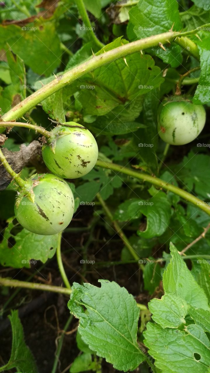 Gorgoia fruit