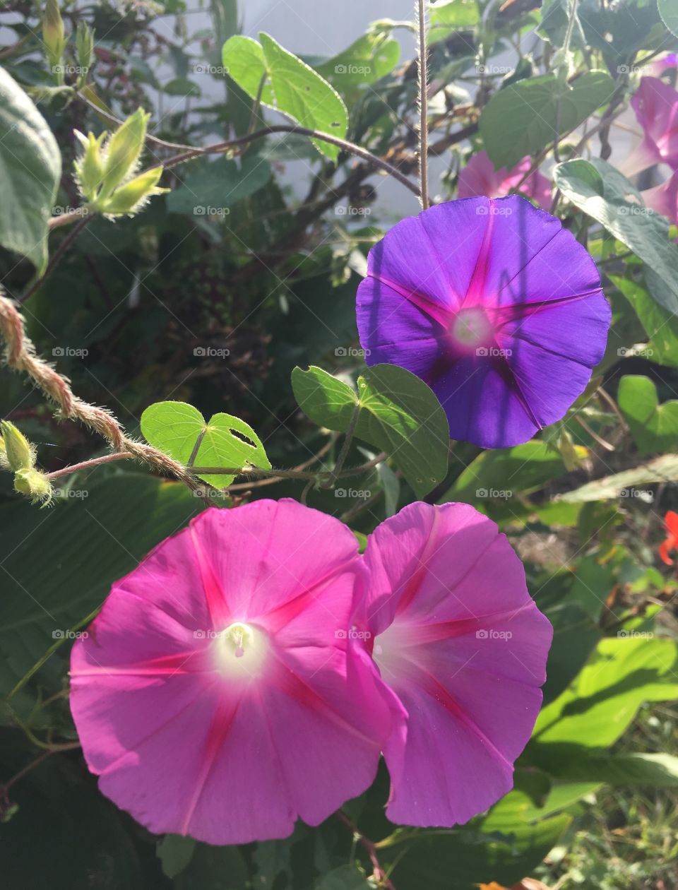 Morning Glory: Pest to farmers, but a jewel to horticulturalists