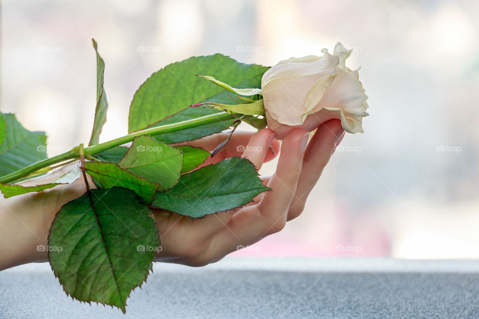 rose in the hand