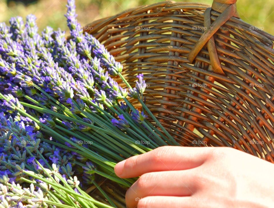 Woman's hand with lavender