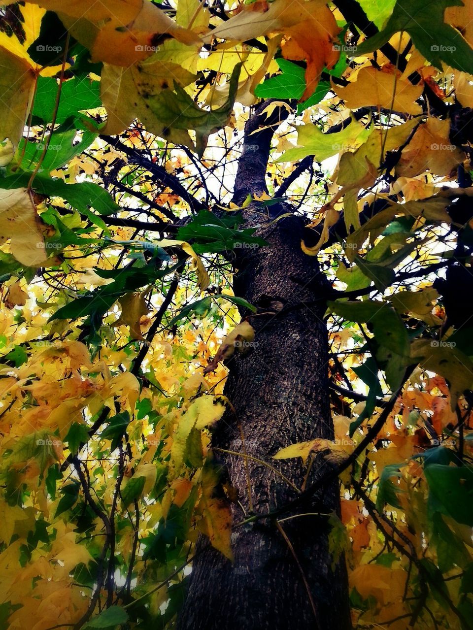 Autumn tree