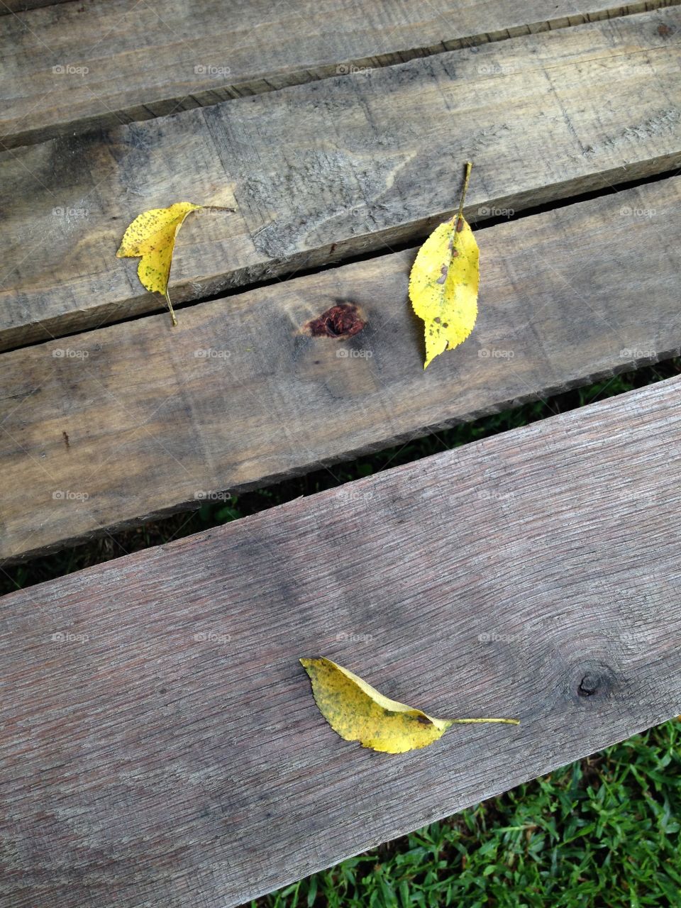 Leaves on a bench. 