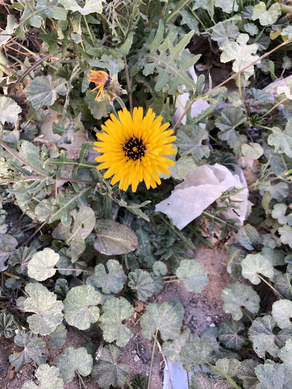 Beautiful yellow flower in springs 