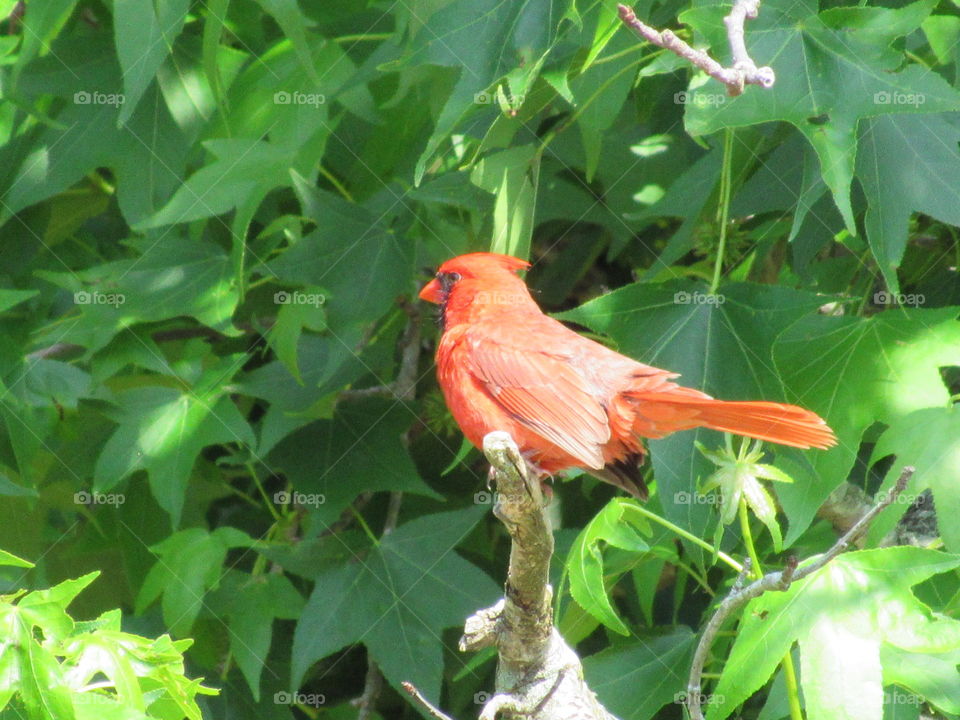 Cardinal