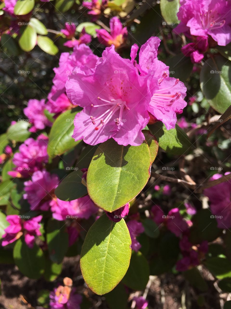 Azalea