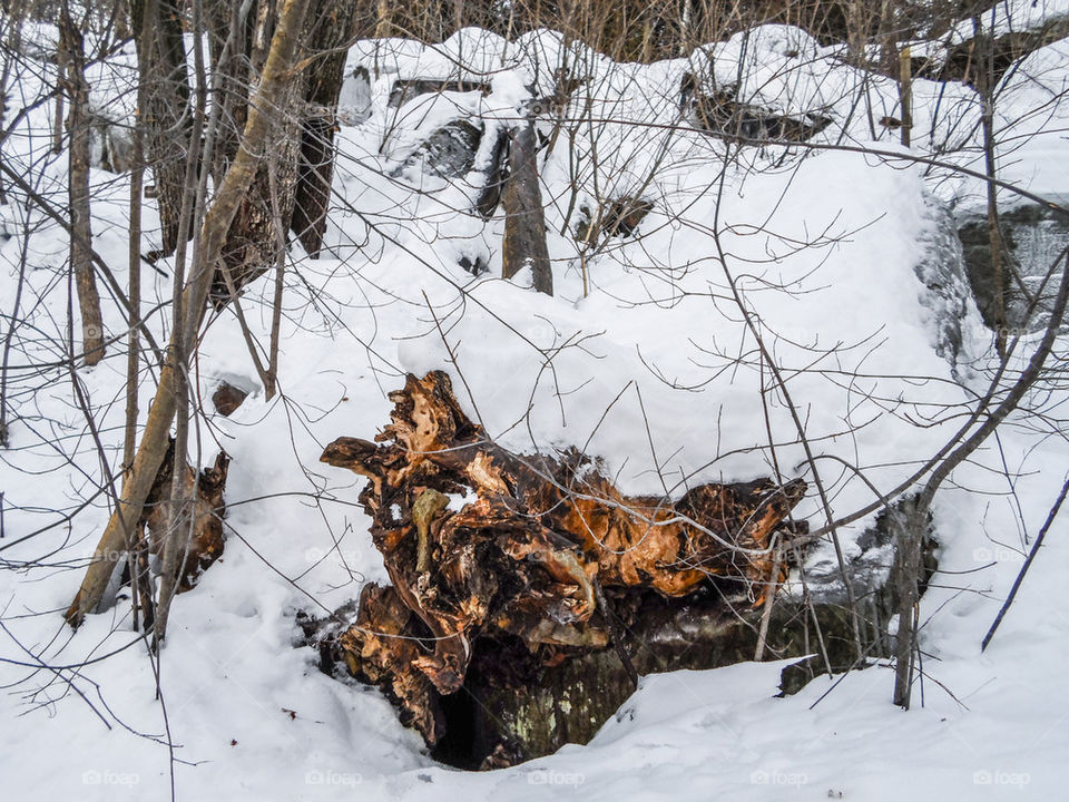 Old tree truck in snow