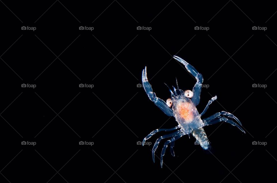 Blackwater Crab