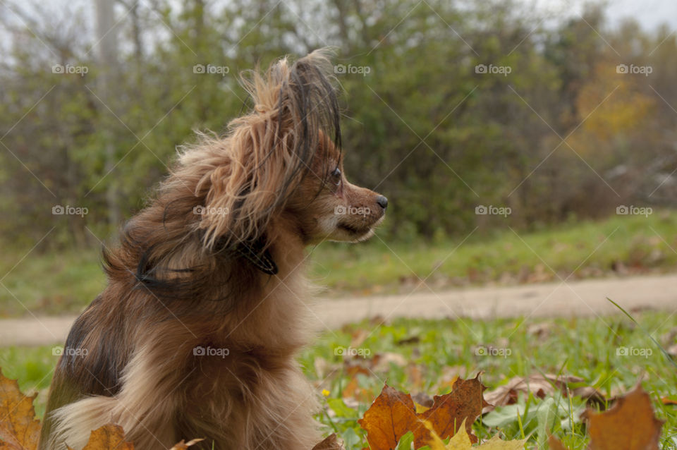 little red dog on a background of autumn leaves