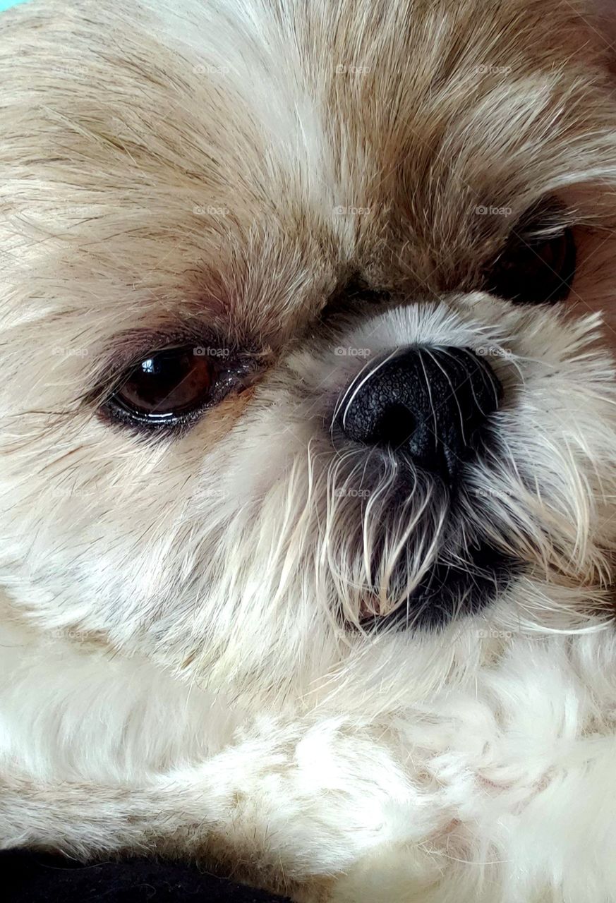 My Shih Tzu, my baby!