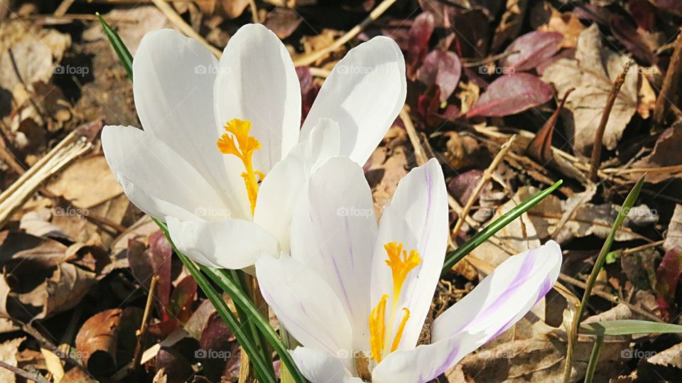 Crocuses Springs arrived