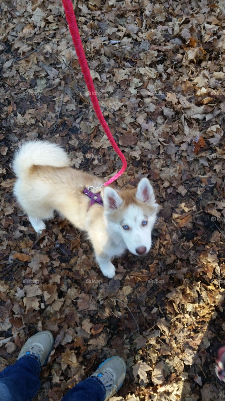 Skyla the Siberian Husky goes on a walk through the woods