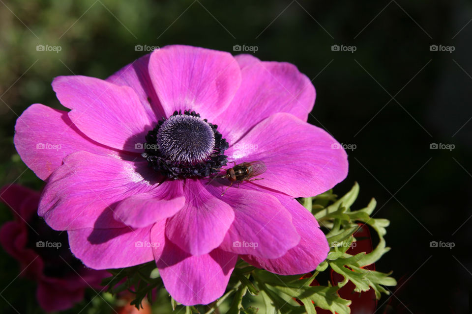 Pink Anemone flower. 