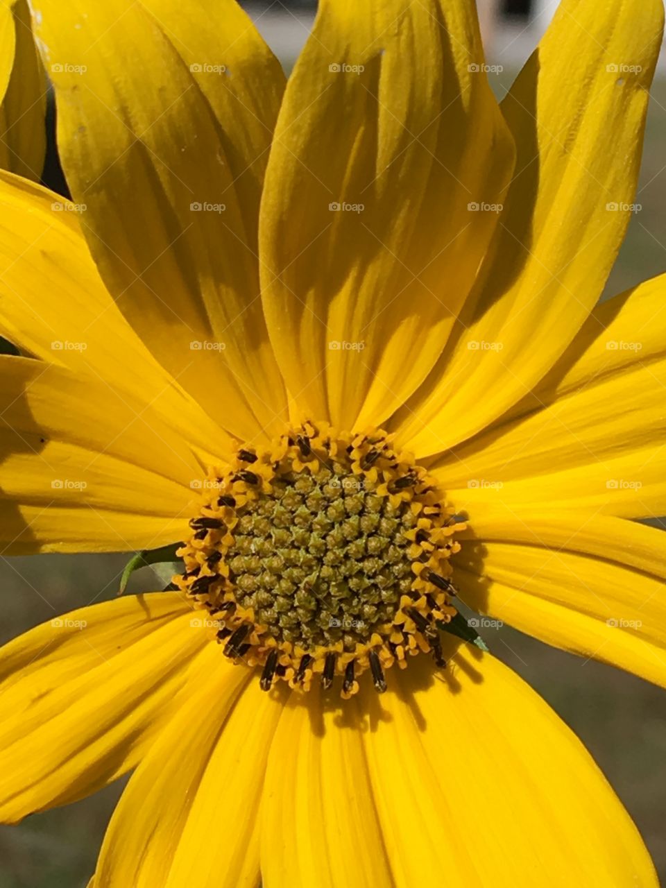Pretty little yellow flower enjoying the bright sunny day! Looking happy and waiting for a feeder.